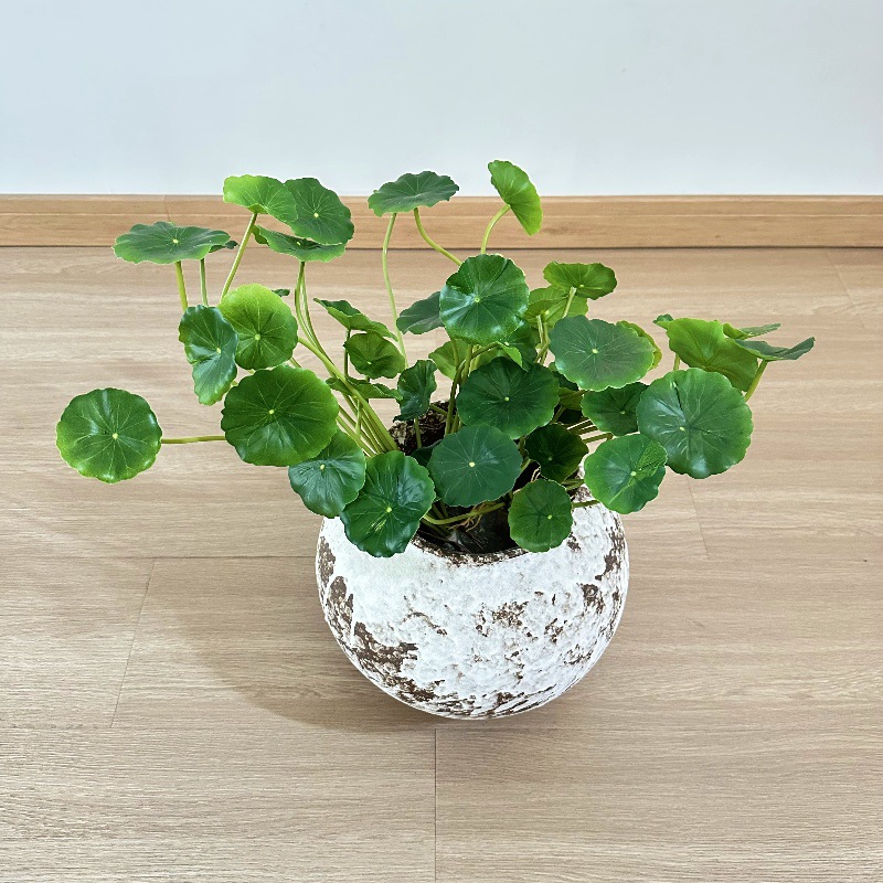 Pilea Peperomioides - 2 adet Yapay Pilea Peperomioides Bonsai