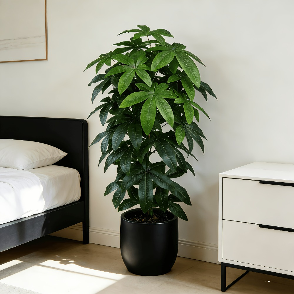 Dracaena Marginata - Bilimsel olarak bilinen para ağacı olan