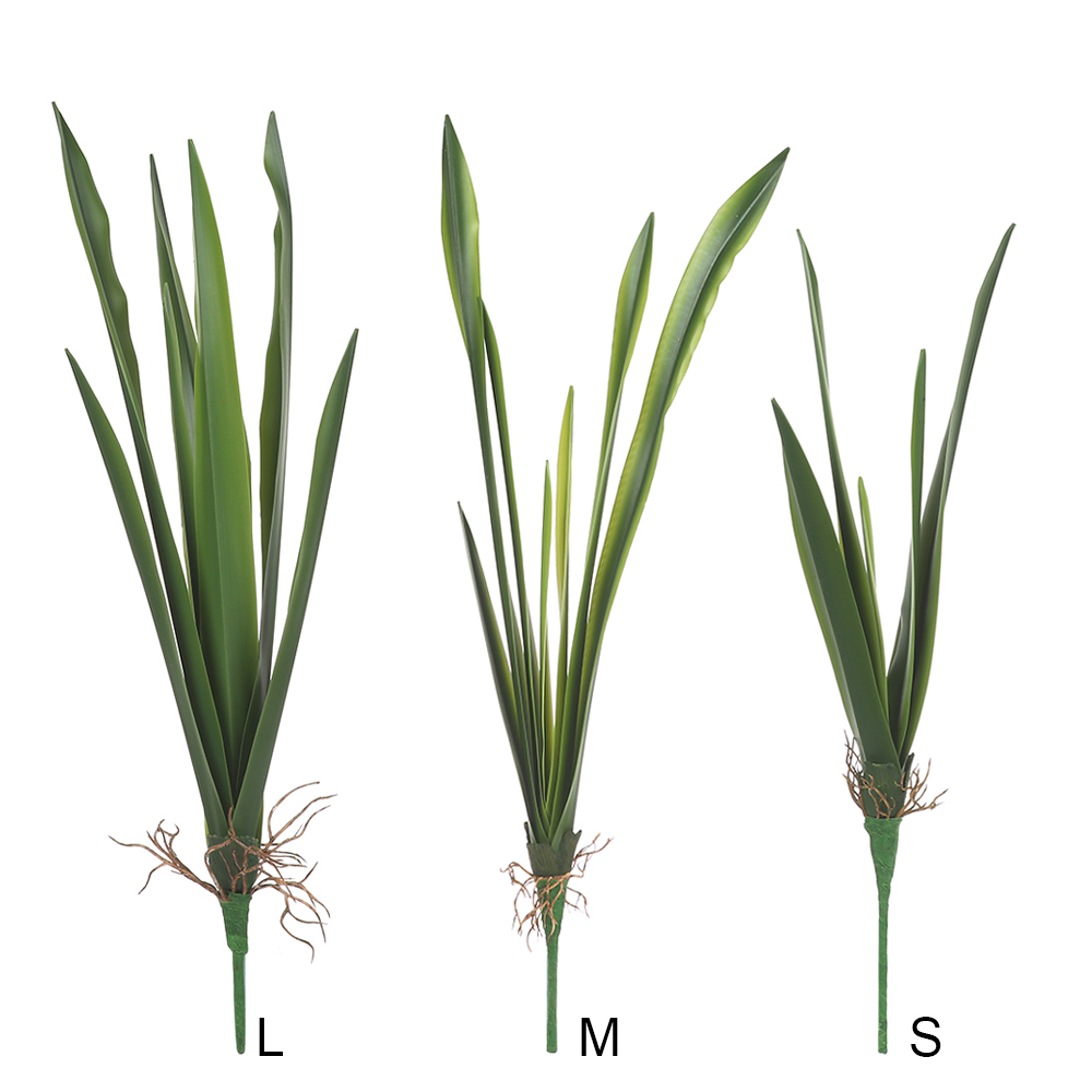 Parti malzemeleri yüksek derec - Dracaena Marginata incelemesi ve fiyatı