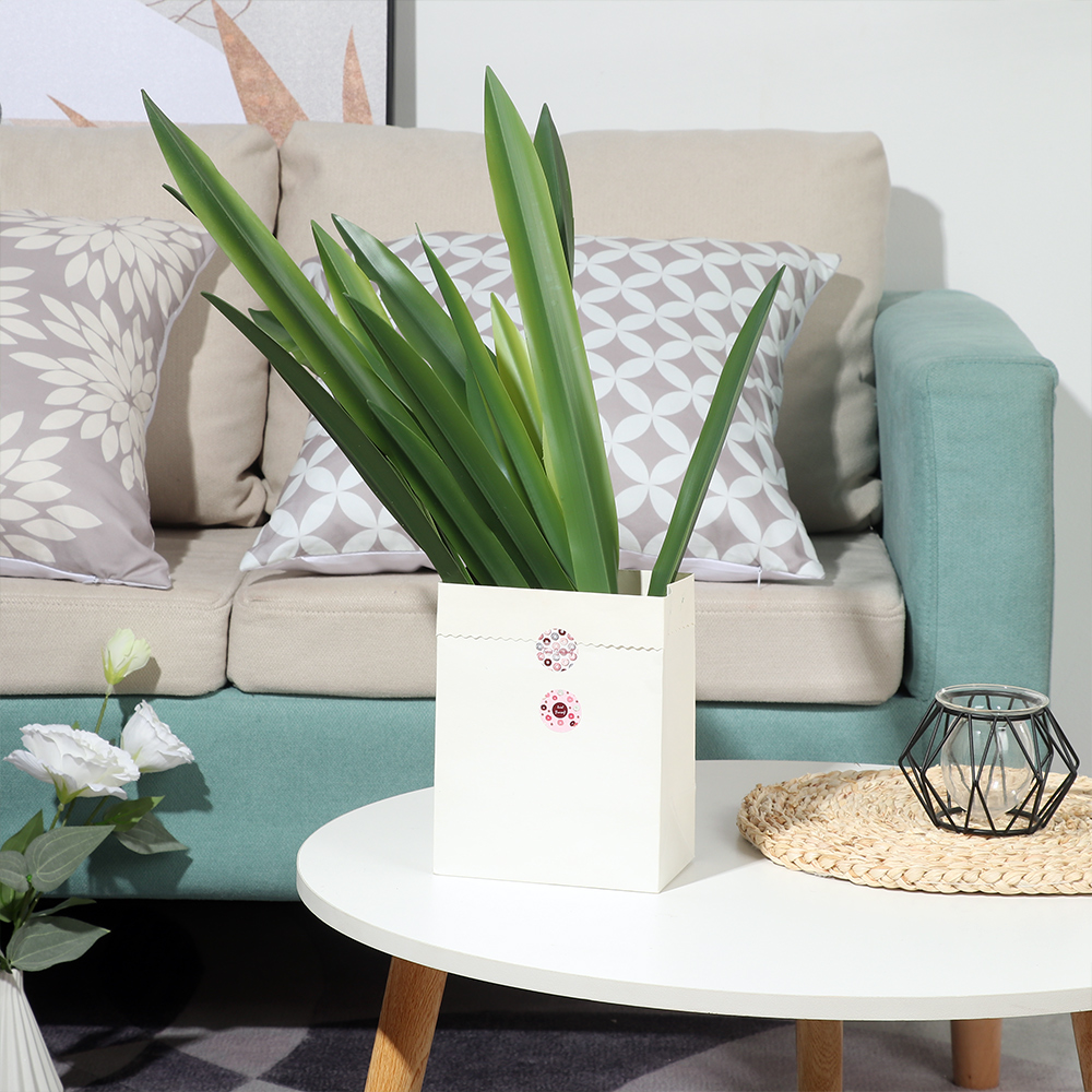 Parti malzemeleri yüksek derec - Dracaena Marginata incelemesi ve fiyatı