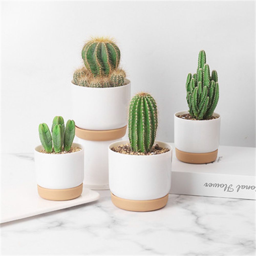 Yuvarlak Kaktüs Sukulent Bitki - Echeveria Succulent incelemesi ve fiyatı