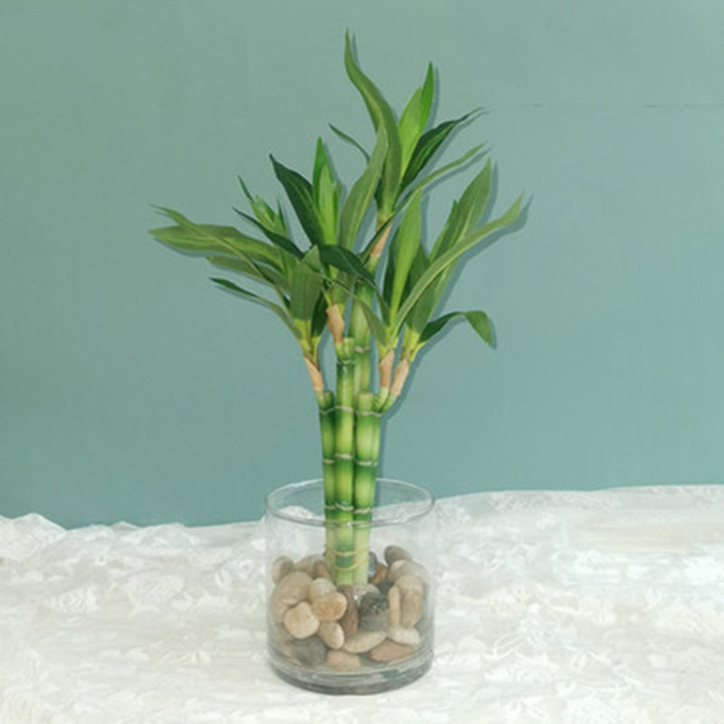 Yeni 40cm Yapay Şanslı Bambu S - Echeveria Succulent incelemesi ve fiyatı