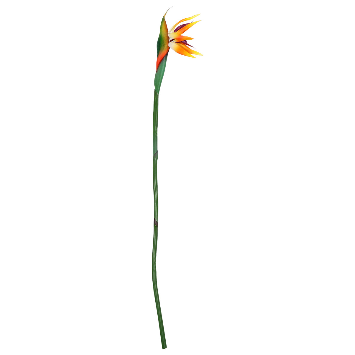 Gerçek Dokulu, Yapay Strelitzi - Bird Paradise Strelitzia incelemesi ve fiyatı