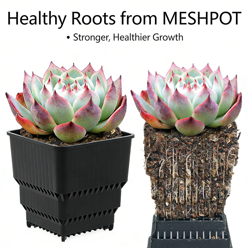 MESHPOT 6'lı Paket Kare Saksıl - Echeveria Succulent incelemesi ve fiyatı